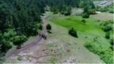 Üzerine roman bile yazılan yılkı atları, böyle görüntülendi Üzerine roman bile yazılan yılkı atları, böyle görüntülendi