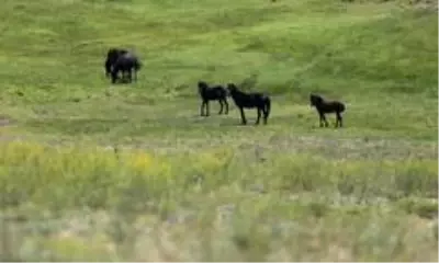 Dağda yaşayan yabanî atlar böyle görüntülendi Dağda yaşayan yabanî atlar böyle görüntülendi
