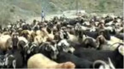 Göçerlerin yayla yolculuğu başladı