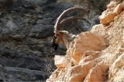 Kayaların usta tırmanıcısı yaban keçileri Kayaların usta tırmanıcısı yaban keçileri