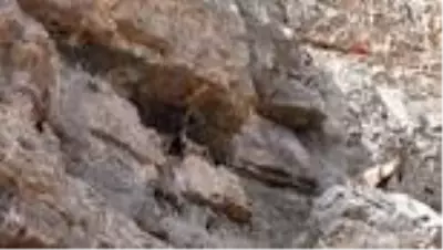 Kayaların usta tırmanıcısı yaban keçileri böyle görüntülendi Kayaların usta tırmanıcısı yaban keçileri böyle görüntülendi