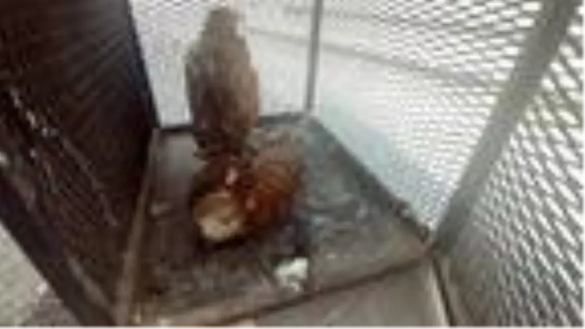 Kayseri'de yaralı bulunan 2 şahin tedaviye alındı