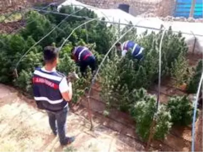 Kenevir yetiştirmek için sera kurdular, jandarmadan kaçamadılar Kenevir yetiştirmek için sera kurdular, jandarmadan kaçamadılar