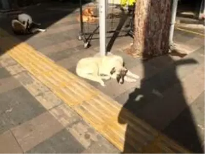 Son dakika haberi... Köpeği sopayla dövdü esnaf müdahale etti Son dakika haberi... Köpeği sopayla dövdü esnaf müdahale etti