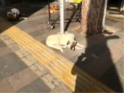 Son dakika haberi... Köpeği sopayla dövdü esnaf müdahale etti