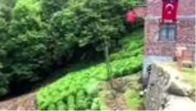 Korona virüse yakalanan köylülerinin çayını imece ile topladılar Korona virüse yakalanan köylülerinin çayını imece ile topladılar