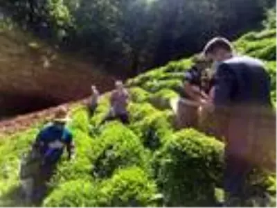 Koronavirüse yakalanan üreticinin çayını komşuları topladı Koronavirüse yakalanan üreticinin çayını komşuları topladı