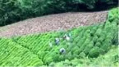 Koronavirüse yakalanan üreticinin çayını komşuları topladı Koronavirüse yakalanan üreticinin çayını komşuları topladı
