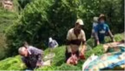 Koronavirüse yakalanan üreticinin çayını komşuları topladı Koronavirüse yakalanan üreticinin çayını komşuları topladı