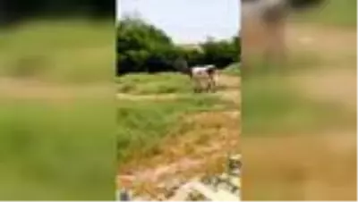Mahsur kalan köpek ve inekler kurtarıldı Mahsur kalan köpek ve inekler kurtarıldı