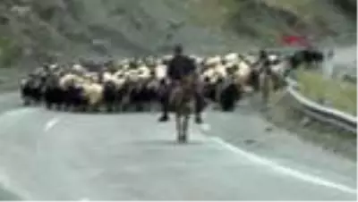 MUŞ Göçerlerin yayla yolculuğu başladı