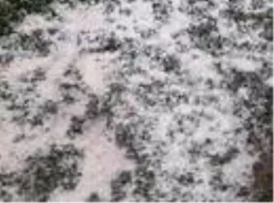 Tarım alanlarında dolu zararı Tarım alanlarında dolu zararı