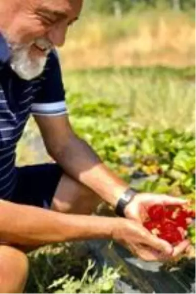 Teknik direktör Karaman, başkan Gevrek'in bahçesinde çilek topladı Teknik direktör Karaman, başkan Gevrek'in bahçesinde çilek topladı