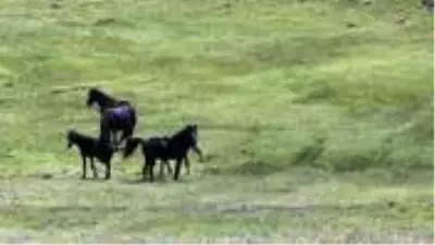 Üzerine roman bile yazılan yılkı atları, böyle görüntülendi Üzerine roman bile yazılan yılkı atları, böyle görüntülendi