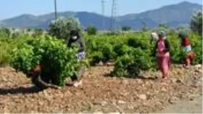 Üzüm yaprağı, meyvesinden 10 kat daha fazla kazandırıyor Üzüm yaprağı, meyvesinden 10 kat daha fazla kazandırıyor