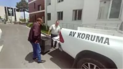 Yaralı Kızıl Şahinler emin ellerde Yaralı Kızıl Şahinler emin ellerde