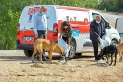 Başkent'te korona döneminde sokak hayvanlarına 461 ton mama dağıtıldı Başkent'te korona döneminde sokak hayvanlarına 461 ton mama dağıtıldı