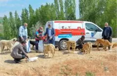 Başkent'te korona döneminde sokak hayvanlarına 461 ton mama dağıtıldı Başkent'te korona döneminde sokak hayvanlarına 461 ton mama dağıtıldı