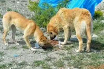 Başkent'te korona döneminde sokak hayvanlarına 461 ton mama dağıtıldı Başkent'te korona döneminde sokak hayvanlarına 461 ton mama dağıtıldı