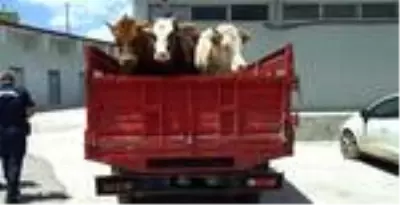Bayburt'ta hayvan hırsızlığı