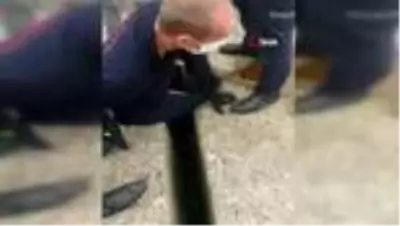 Dalgakıranların arasına sıkışan kirpiyi itfaiye ekibi kurtardı Dalgakıranların arasına sıkışan kirpiyi itfaiye ekibi kurtardı