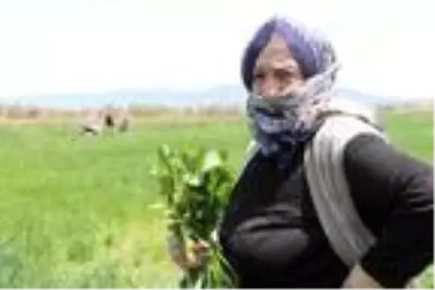 Erzurum'da çayır ve meralarda 'evelik otu' mesaisi