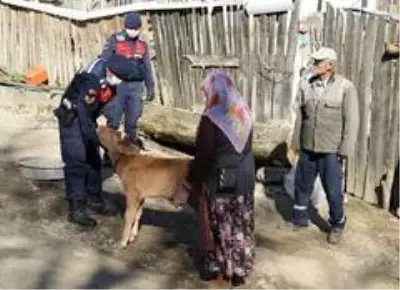 Evden çıkamayan çiftin hastalanan buzağısına jandarma şefkati