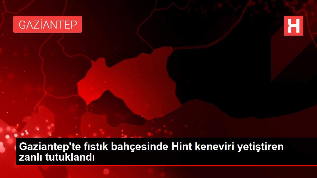 Gaziantep'te fıstık bahçesinde Hint keneviri yetiştiren zanlı tutuklandı