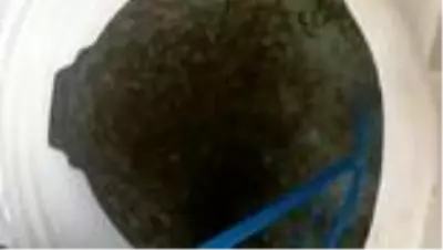 Göletlere 55 bin pullu sazan yavrusu bırakıldı Göletlere 55 bin pullu sazan yavrusu bırakıldı