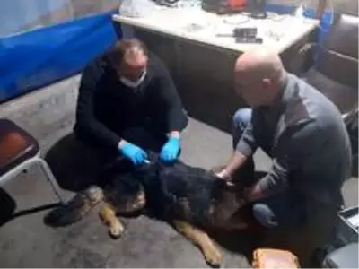 Hakkari'de zehirlenen köpek tedavi altına alındı Hakkari'de zehirlenen köpek tedavi altına alındı