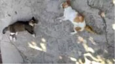 Edirne'de 12 kedi ve 3 köpek zehirli etle öldürüldü Edirne'de 12 kedi ve 3 köpek zehirli etle öldürüldü