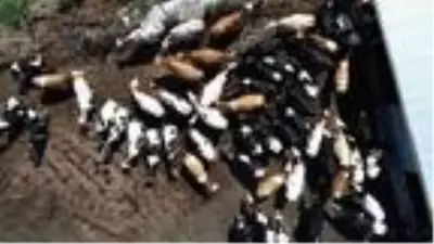Kaliteli süt teşviki, Çanakkaleli üreticileri sevindirdi