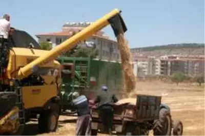 Son dakika haberleri... Kilis'te hububat hasadı sürüyor