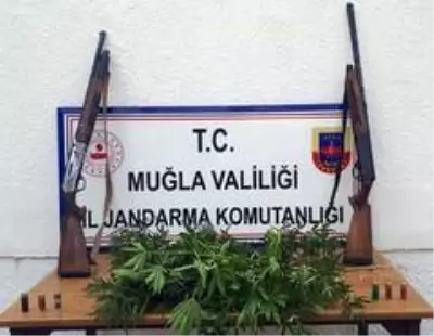 Köyceğiz'de kenevir operasyonu