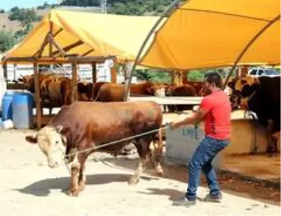 Kurbanlık fiyatları 'yüzde 8' oranında artabilir