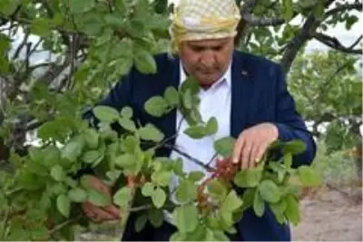 Manisa, Antep fıstığında 300 ton rekolte bekliyor Manisa, Antep fıstığında 300 ton rekolte bekliyor