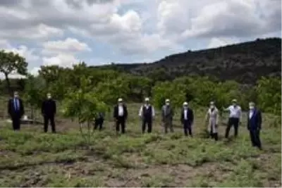 Manisa, Antep fıstığında 300 ton rekolte bekliyor Manisa, Antep fıstığında 300 ton rekolte bekliyor