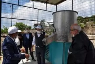 Manisa, Antep fıstığında 300 ton rekolte bekliyor Manisa, Antep fıstığında 300 ton rekolte bekliyor