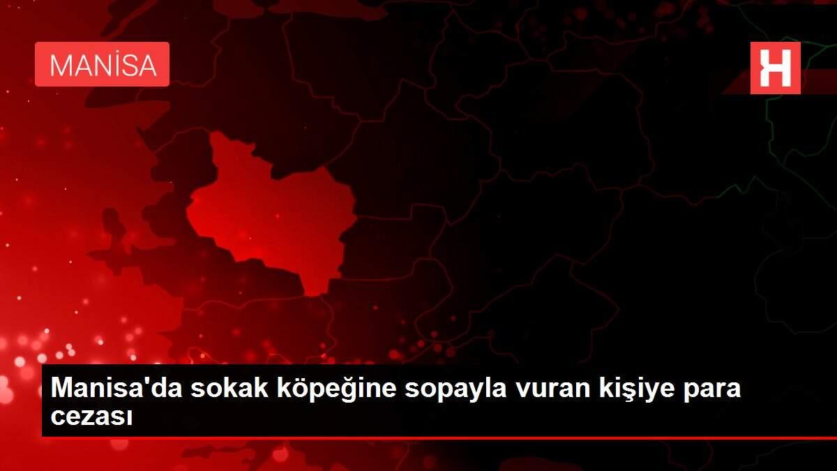 Manisa'da sokak köpeğine sopayla vuran kişiye para cezası