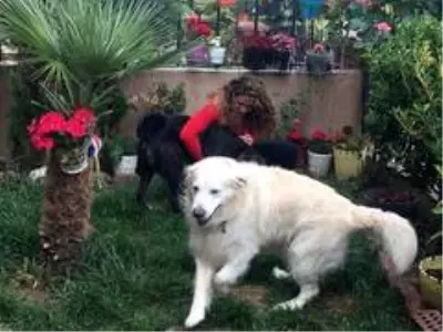 Oyuncu Gamze Topuz'un köpeklerine çivili kemik attılar