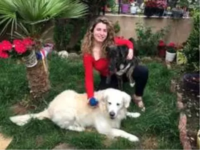 Oyuncu Gamze Topuz'un köpeklerine çivili kemik attılar