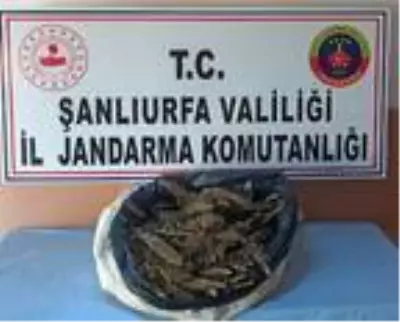 Şanlıurfa'da 10 kilo esrar ele geçirildi, 1 kişi tutuklandı Şanlıurfa'da 10 kilo esrar ele geçirildi, 1 kişi tutuklandı