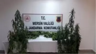 Tarsus'da 251 kök kenevir bitkisi ele geçirildi
