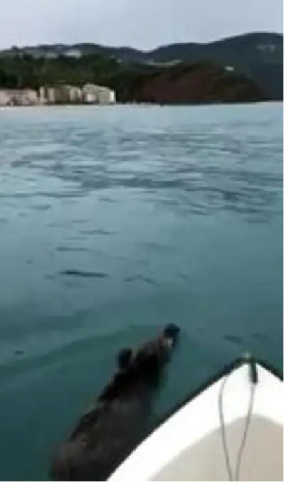 Bartın'da balıkçı, denizde yüzen yaban domuzunu görüntüledi Bartın'da balıkçı, denizde yüzen yaban domuzunu görüntüledi