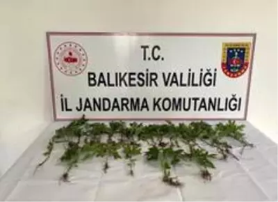 Bigadiç'te jandarmadan kenevir operasyonu
