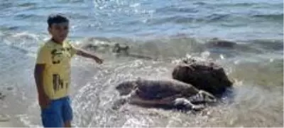 Çanakkale'de ölü caretta caretta sahile vurdu