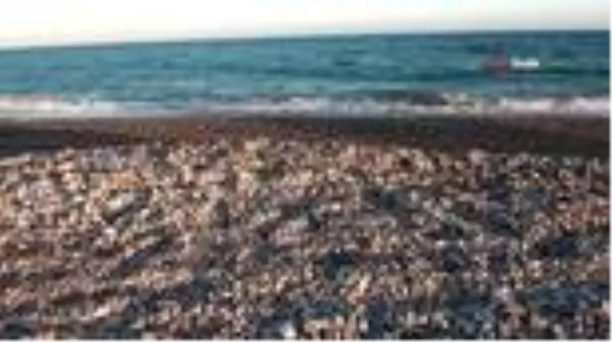 Caretta carettalar Mersin sahillerine yumurta bırakmaya başladı