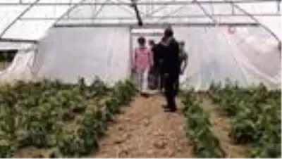 Gürpınar belediyesinden örnek seracılık Gürpınar belediyesinden örnek seracılık