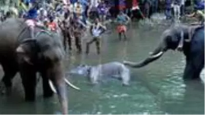 Böyle insanlık olmaz olsun! İçi barut dolu ananasın yedirildiği fil hayatını kaybetti Böyle insanlık olmaz olsun! İçi barut dolu ananasın yedirildiği fil hayatını kaybetti
