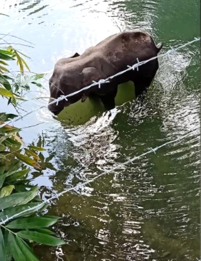 Hamile fil, kestane fişeği dolu ananası yedikten sonra öldü